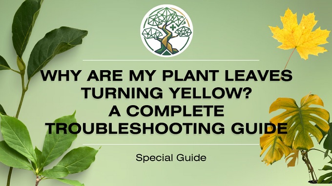 my plant leaves yellow