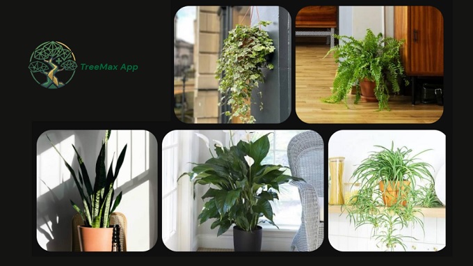 Top 05 trees improve indoor air quality