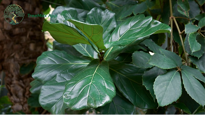 top indoor trees suggested