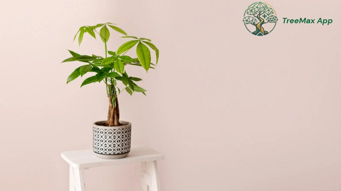 top indoor trees suggested