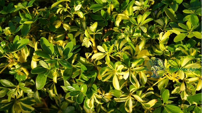 top indoor trees suggested