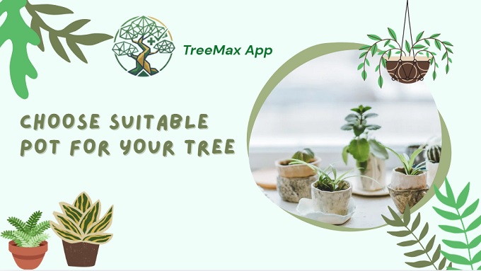 choose right pot for your tree