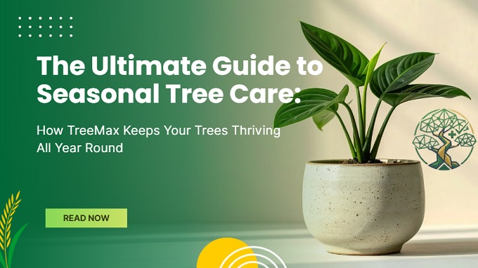 The ultimate guide to seasonal tree care