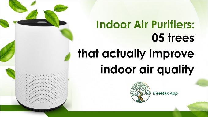 Top 05 indoor trees ỉmprove indoor air quality