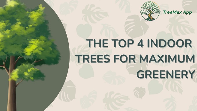the top 4 indoor trees