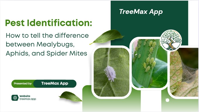 Pest identification: Differences between mealybugs, Aphids and Spider Mites