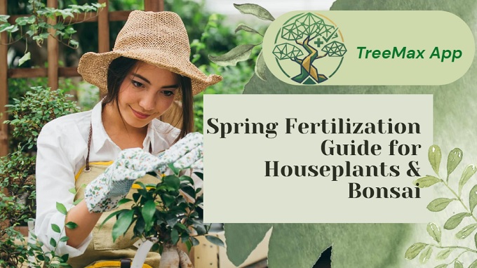 Spring Fertilization Guide for Houseplants Bonsai