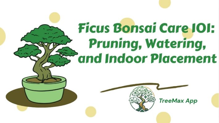 Ficus Bonsai Care app