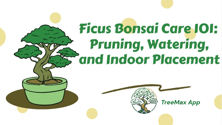 Ficus Bonsai Care app