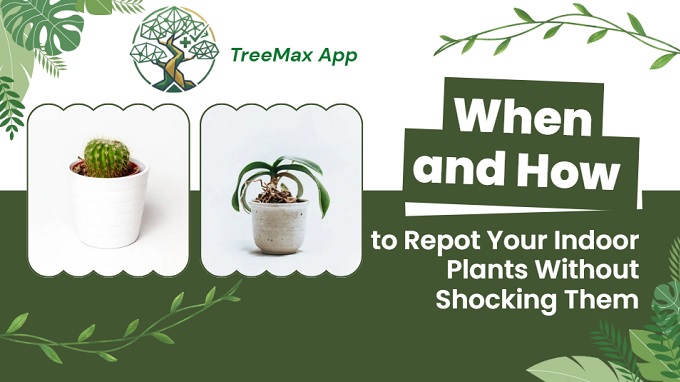 how to repot your plan