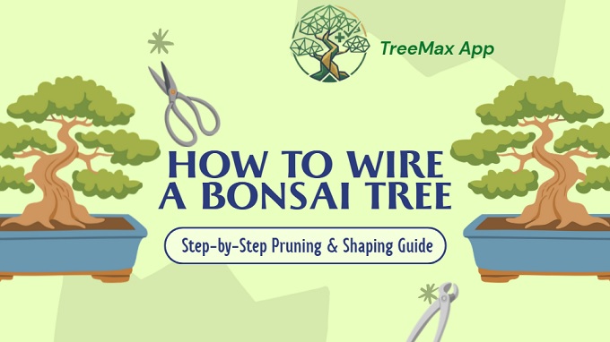 How to wire a bonsai tree: Pruning and Shaping